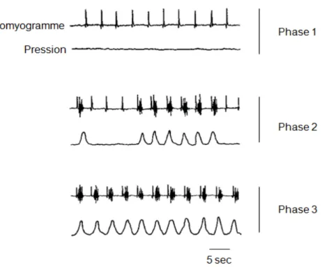 Figure 5 : Enregistrement simultané de l’activité myoélectrique et de la pression intraluminale en un point du  jéjunum chez le chien