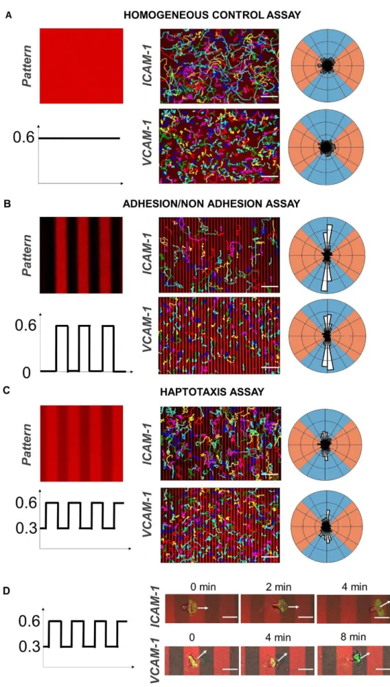 Fig. 2: Adherent Lymphocytes display haptotaxis versus modulations of integrin ligand density