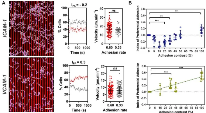 Fig. 4: Integrin mediated haptotaxis prefers lower adhesion zone with ICAM-1 and higher adhesion  zone with VCAM-1