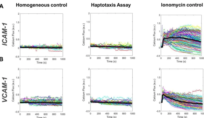 Fig. 5 : Intercellular Calcium flux detection shows no evidence of mechanotransduction in integrin- integrin-mediated haptotaxis