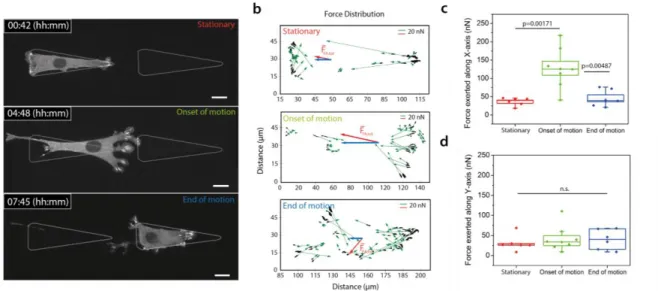 Figure 2: Force inference based on focal contacts distributions correlates with motion