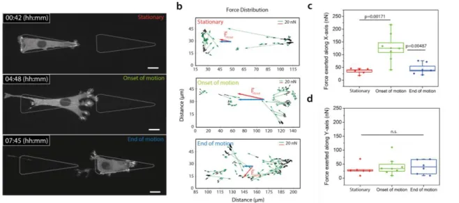 Figure 2: Force inference based on focal contacts distributions correlates with motion