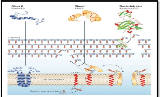 Figure 2 : Mécanismes d’action des bactériocines (Nilsen et al.,2003). 