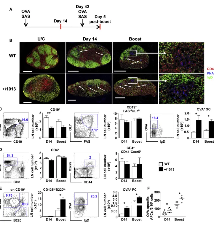 Figure 2. Cxcr4 +/1013 Mice Mount a Robust Ag-Specific Immune Response Despite Disorganized LN Architecture (A) Representative diagram of the immunization protocol and experimental time points.