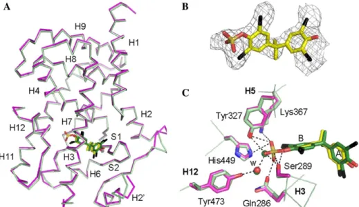FIG. 6. Crystal structure of PPARc-LBD in complex with TBBPA-sulf. (A) Superimposition of the co-crystal structure of PPARc-LBD bound to TBBPA-sulf on the structure with TBBPA (PDB code 3OSW)