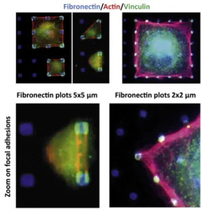 FIGURE 1 Fibroblasts adhering on fibronectin-patterned substrates.