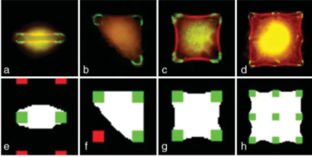 FIG.  1.  Cell  shapes  on  a  square  lattice  of  adhesive spots. 