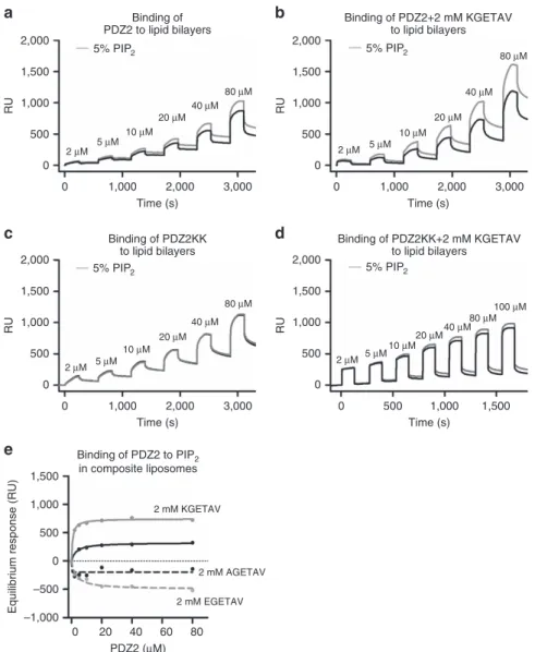 Figure 3 | Frizzled 7 peptide enhances the interaction of syntenin PDZ2 with PIP 2 -containing composite liposomes