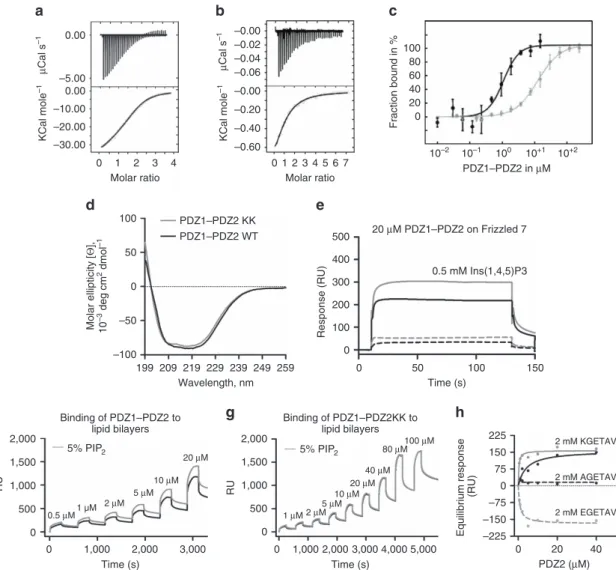 Figure 4 | Frizzled 7 and PIP 2 binding by the syntenin PDZ1–PDZ2 tandem. (a) Isothermal titration calorimetry (ITC) titration of the PDZ1–PDZ2 tandem with Frizzled 7 8mer peptide