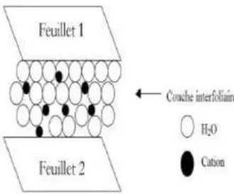 Figure I.4: Représentation schématique de la couche interfoliaire dans le cas de cations  interfoliaires