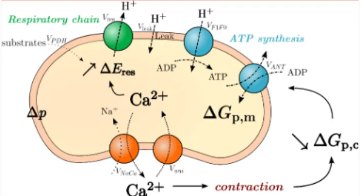 Figure 1. Reactions and fluxes described by the model.
