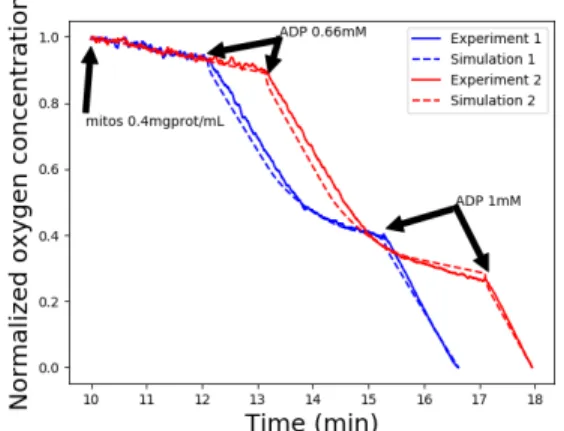 Figure 4. Comparison of the oxygen consumption be- be-tween two sets of experimental data, in the presence of 5mM of glutamate and malate, and simulation, for the substrate-state (before ADP addition) and phosphorylating state 3 (after ADP addition) of the