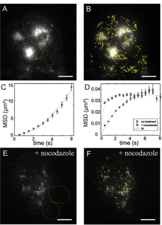 Figure 6. Single-particle tracking in FA deprived cells after 12 h incubation with FA functionalized CNTs