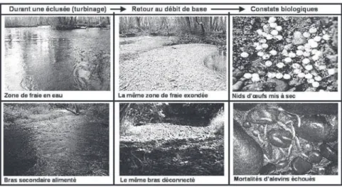 Figure 4 : Illustration des problématiques d’exondation de frayères et d’échouage-piégeage d’alevins constatées sur la Maronne  lors des retours à bas débit après une éclusées.