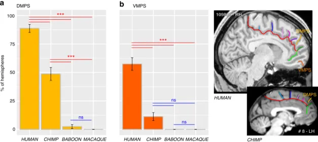 Fig. 7 Probability of occurrence of DMPS and VMPS across primates. The location of the DMPS and VMPS sulci are displayed in human and chimpanzee brains in the right panels