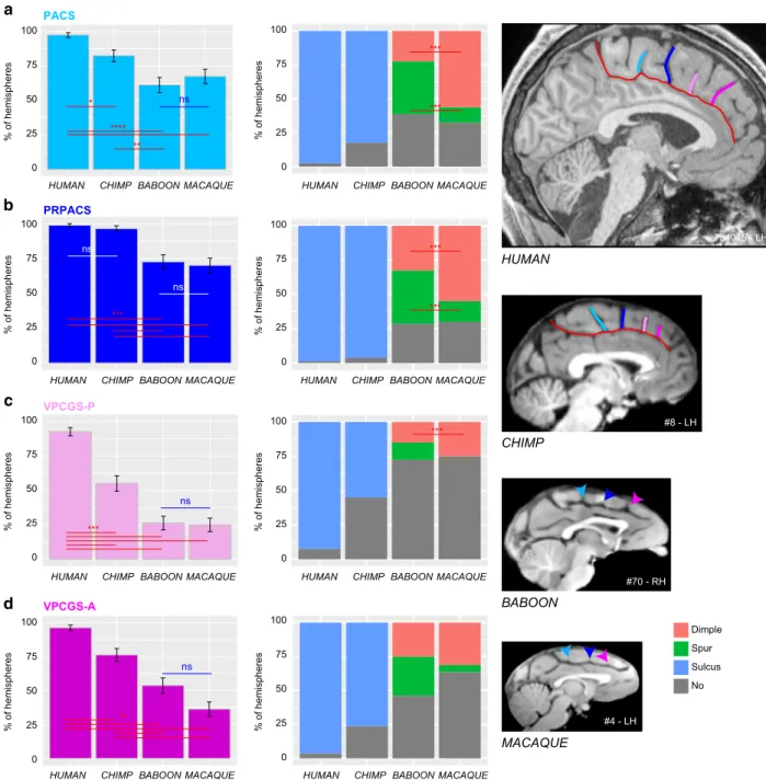 Fig. 4 Presence of vertical sulci in the dorsomedial frontal cortex across primates. Probability of occurrence (±s.e.m.) of the paracentral sulcus (PACS, a), the pre-paracentral sulcus (PRPACS, b), the posterior (VPCGS-P, c) and the anterior (VPCGS-A, d) v