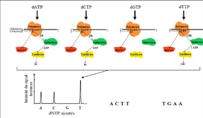 Figure 8 : Etapes du pyroséquençage (Ahmadian et al., 2006). 