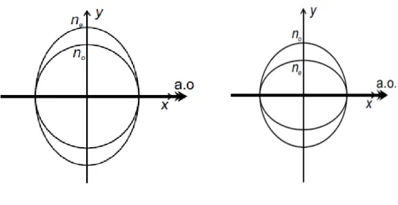 Figure I-4 : Coupe de la surface des indices selon un plan contenant l’axe optique, dans  le cas d’un milieu uniaxe [34]