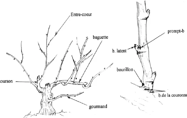 Figure 1 : Différents types de bourgeons sur un pied de vigne (Benmehaia, 2005) 