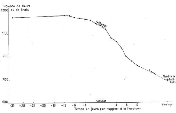Figure 5 : Étude de la chute des fleurs et fruits en fonction du temps,  principalement au voisinage de la floraison (Bessis, 1965)