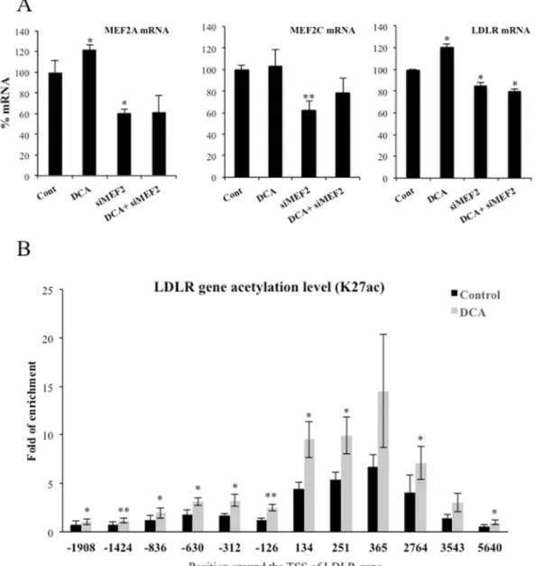 Figure 7.  DCA required the transcription factor MEF2 to target LDLR promoter. (A) OCI-AML3 cells were  transfected with 40 nM siRNA control or with 20 nM siRNA for each MEF2A and MEF2C (siMEF2)