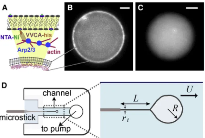 FIGURE 1 Experimental setup. (A) Schematic representation of protein assembly to form the biomimetic actin cortex