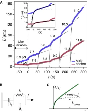 FIGURE 2 Tube dynamics of cortex and bulk liposomes. (A) Stepwise tube extrusion from liposomes with an actin cortex attached to the bilayer membrane (red) and with actin in bulk (blue)