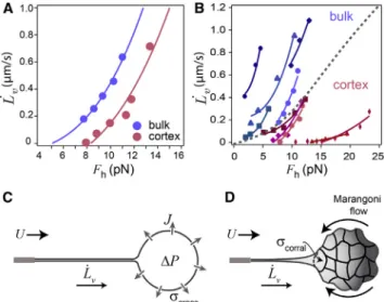 Fig. 4 shows our measured values for L _ v as a function of the applied force F h for both types of liposomes.