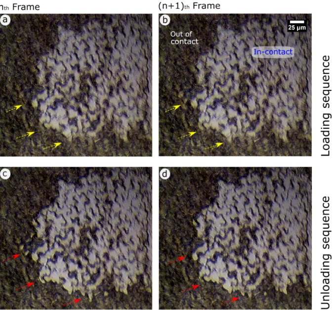 Figure 4. High magnification image sequence representing the contact formation behaviour during an  attachment and detachment cycle