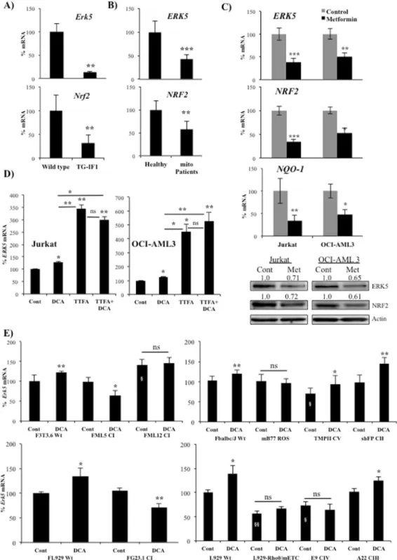 Figure 6.  Inhibition of mitochondrial complex I and II signals ERK5 expression. (A) Erk5 and Nrf2 mRNA  expression in the liver of wild-type and T/H (Tet-Off-H49K (h-IF1) mice