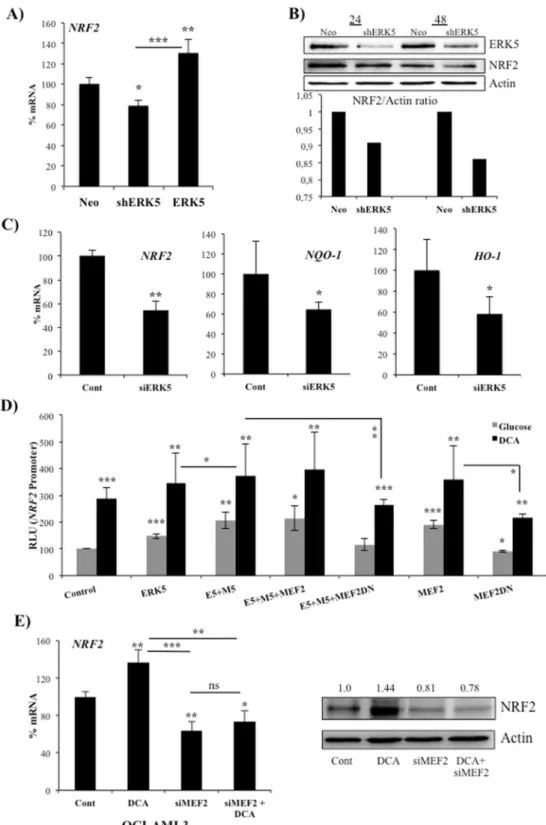 Figure 5.  ERK5 controls NRF2 expression. (A) 10 7  Jurkat-TAg cells were transfected with 5 µg of the empty  pSUPER Neo vector or with this vector containing a small hairpin RNA for ERK5 (shERK5) or with a pcDNA  vector expressing ERK5