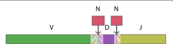 Figure 1 An V(D)J recombination in a lymphocyte derives from two (or three) germline V, (D), and J genes that may have been truncated or mutated