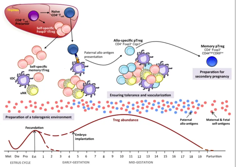 FIGURE 1 | Tregs in mouse pregnancy. Thymic Tregs (tTregs) recognizing maternal/fetal self-antigens differentiate in the thymus from the CD4 + T-cell precursors by up-regulating Foxp3 expression