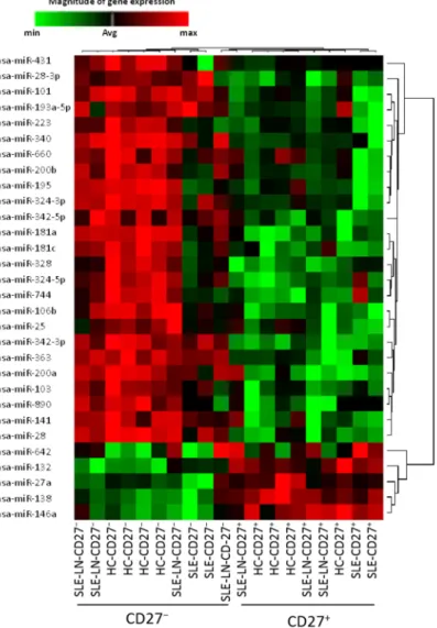 Figure 1. Hierarchical clustering of differentially expressed miRNAs in naive (CD27 − ) and  memory (CD27 + ) B cells in healthy donors and SLE patients