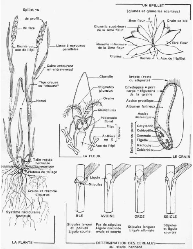 Fig. 01 :  Morphologie des graminées (exemple du blé) (Soltner, 1998).