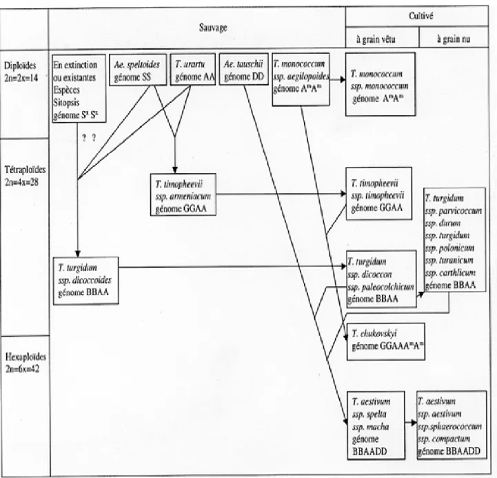 Fig. 02:  Phylogénie de blé (Feldman, 2001).