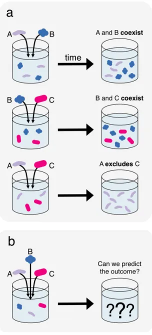 Figure 1. A bottom-up approach to predicting community composition from qualitative  competitive outcomes
