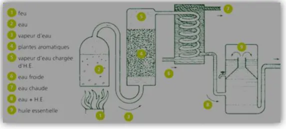 Figure II.5 : Schématisation de la technique d’extraction par entrainement à la vapeur d’eau  (Web Master 03)   