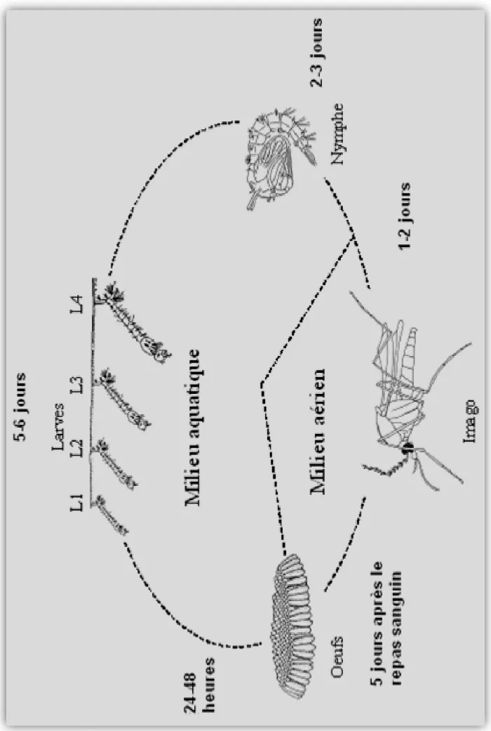 Figure III.2 : Cycle du développement des moustiques (Boyer, 2006).  31 