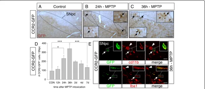 Figure S7), this was much less prominent than in the SNpc. Consequently, for CCR2, while we detected a trend to increased striatal presence of CCR2-GFP + monocytes in MPTP mice, this was much less prominent than in the SNpc and did not reach significance (