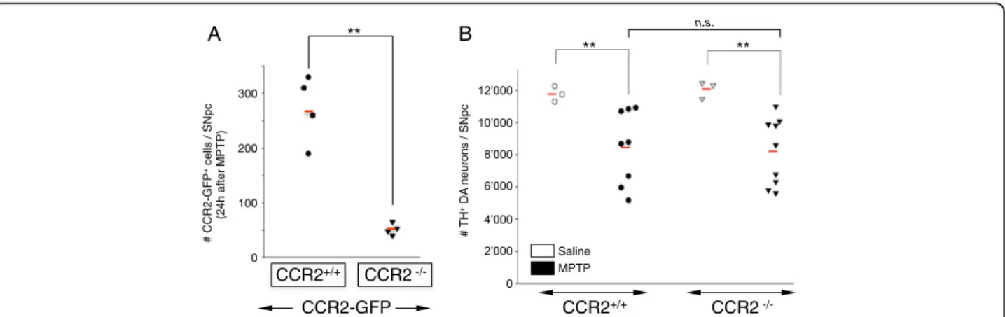 Fig. 5 CCR2 deletion blocks nigral CCR2 + monocyte infiltration in MPTP mice but does not affect loss of DA neurons