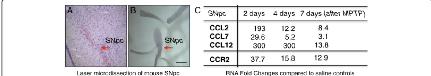 Fig. 1 Chemokine RNA profiling in the substantia nigra of MPTP mice reveals early CCL2/7/12-CCR2 axis induction