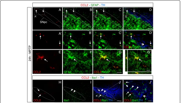 Fig. 3 Astrocytes are the main source for early CCL2 induction within the affected substantia nigra of MPTP mice