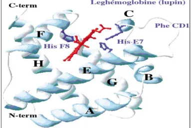 Figure 2 : Leghémoglobine de lupain: sa structure tridimensionnelle est très proche de celle de la myoglobine de vertébrés (Wajcman, 2002).