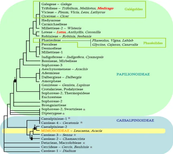 Figure 4: Classification phylogénique des Légumineuses