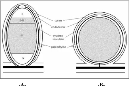 Figure 5: Structure des nodules de légumineuses et des plantes actinorhiziennes. A : Nodule de Légumineuse de type indéterminé