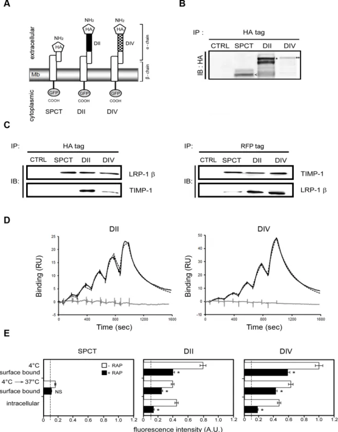 Figure 1. Domains II and IV of the extracellular a-chain of LRP-1 are required to bind and promote TIMP-1 endocytosis in CHO cells.