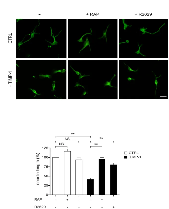 Figure 3. TIMP-1 binding to LRP-1 reduces neurite length. A. Cortical neurons from mouse embryos were cultured for 24 h on poly-L-lysine- poly-L-lysine-coated coverslips and then treated for 30 min with TIMP-1 (10 nM), RAP (500 nM), blocking LRP-1 polyclon