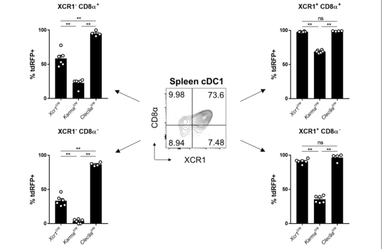 FIGURE 4 | Tracing of Xcr1 and Karma expression in the cDC1 population in spleen. Flow cytometry analysis of the tdRFP expression in the 4 CD24 + cDC1 subsets defined as CD8α + XCR1 − , CD8α + XCR1 + , CD8α − XCR1 + , and CD8α − XCR1 − , in the spleen of X