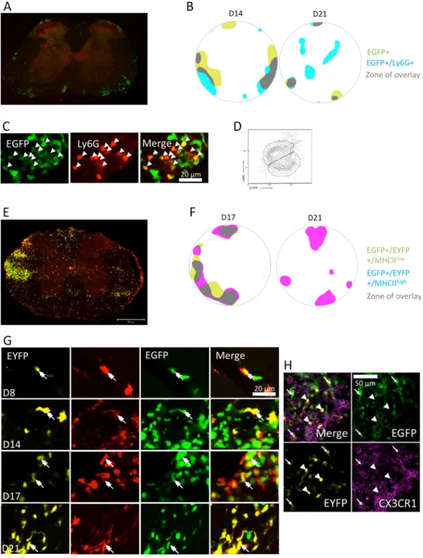 Figure 5.  Patterned distribution of infiltrated immune cells in SC slices. (A) Ly6G +  immunostained coronal  slice of a LysM-EGFP + /CD11c-EYFP +  SC 14 days after EAE induction